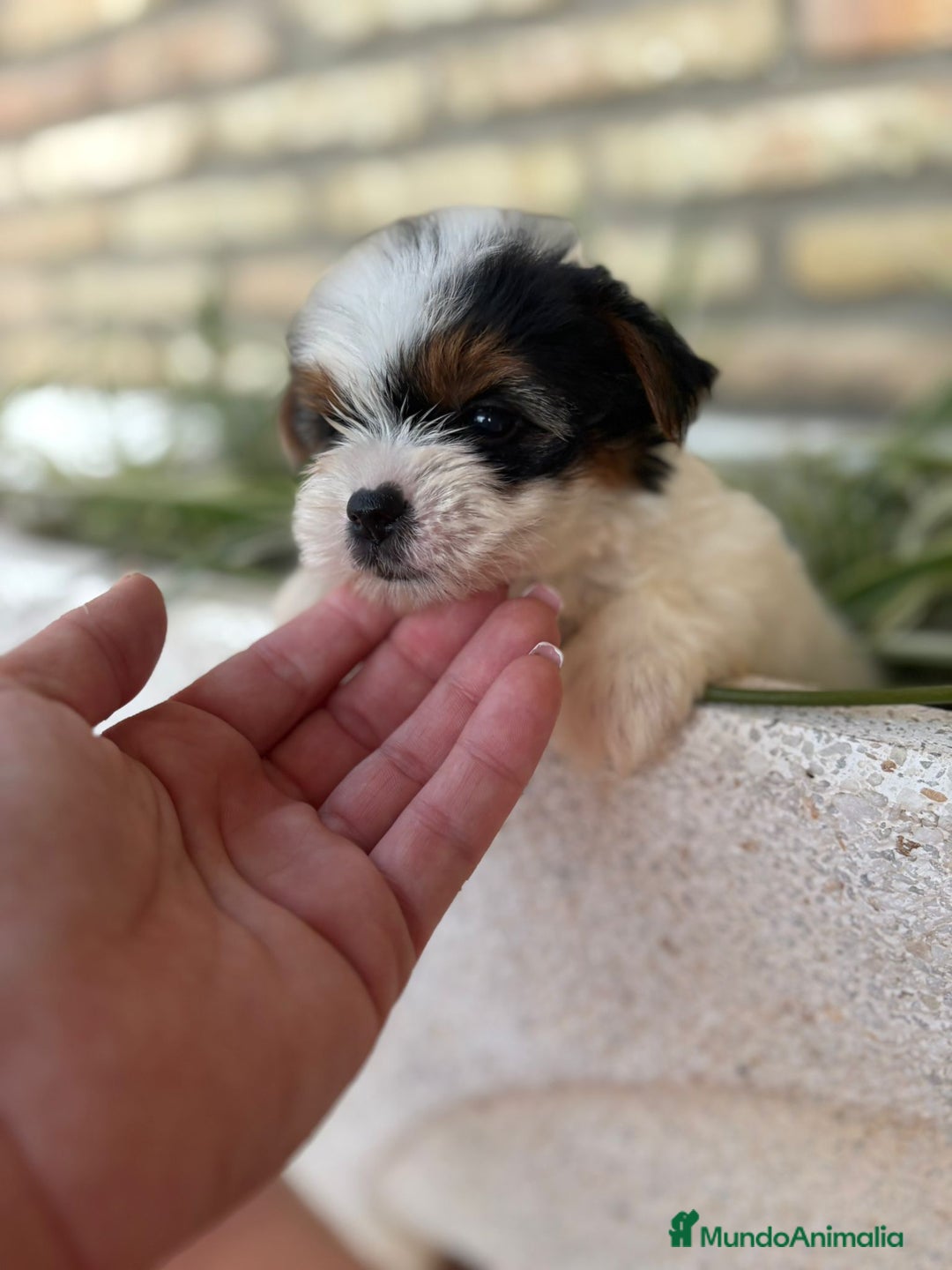 Yorkshire Terrier perros en venta: Yorkshire biewer Toy hembra  - Imagen 1