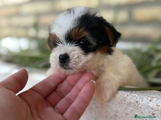 Yorkshire Terrier perros - Anuncio 2