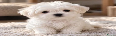 Bichón Maltés 1