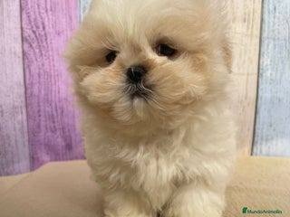 Shih Tzu perros - Anuncio 1