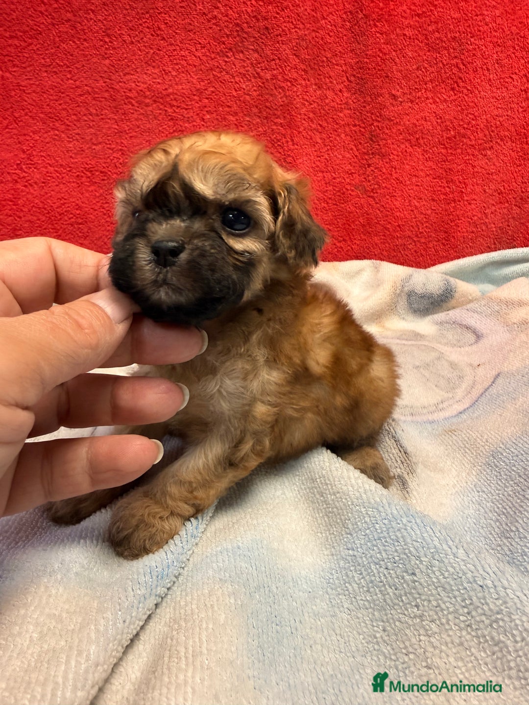 Shihpoo perros en venta: Preciosos ShihPoos de varios colores - Imagen 3