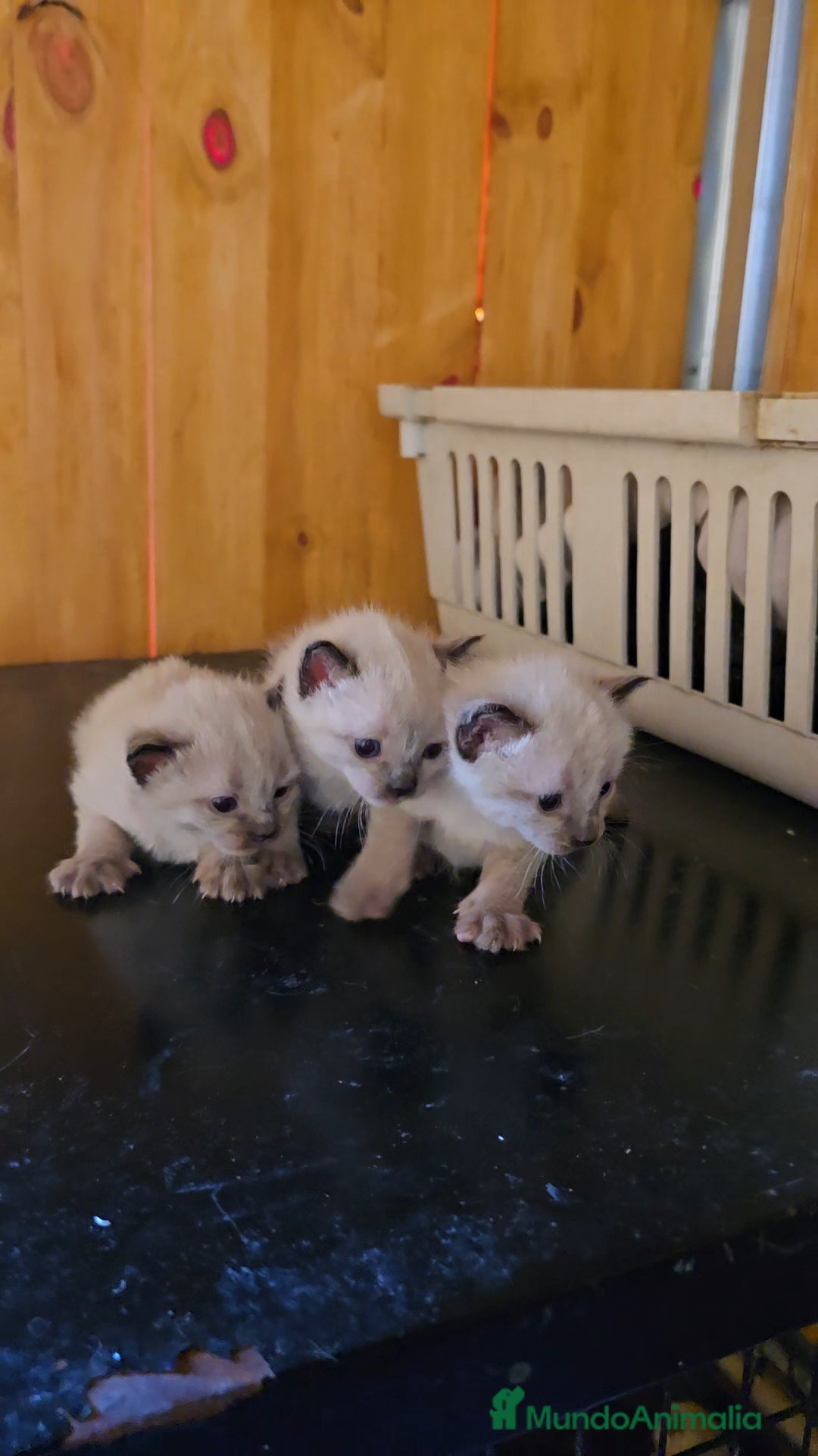 Siamés gatos en venta: Siamés  - Anuncio 5