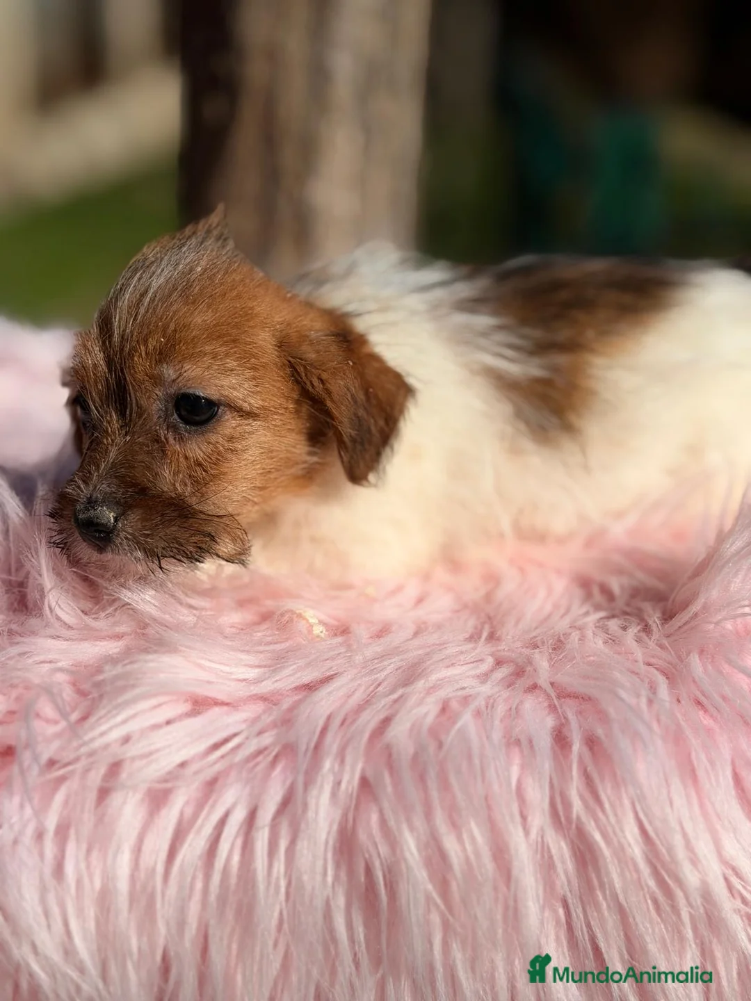 Jack Russell Terrier perros en venta: ÚLTIMA HEMBRA JACK RUSSEL BROKEN - Anuncio 2