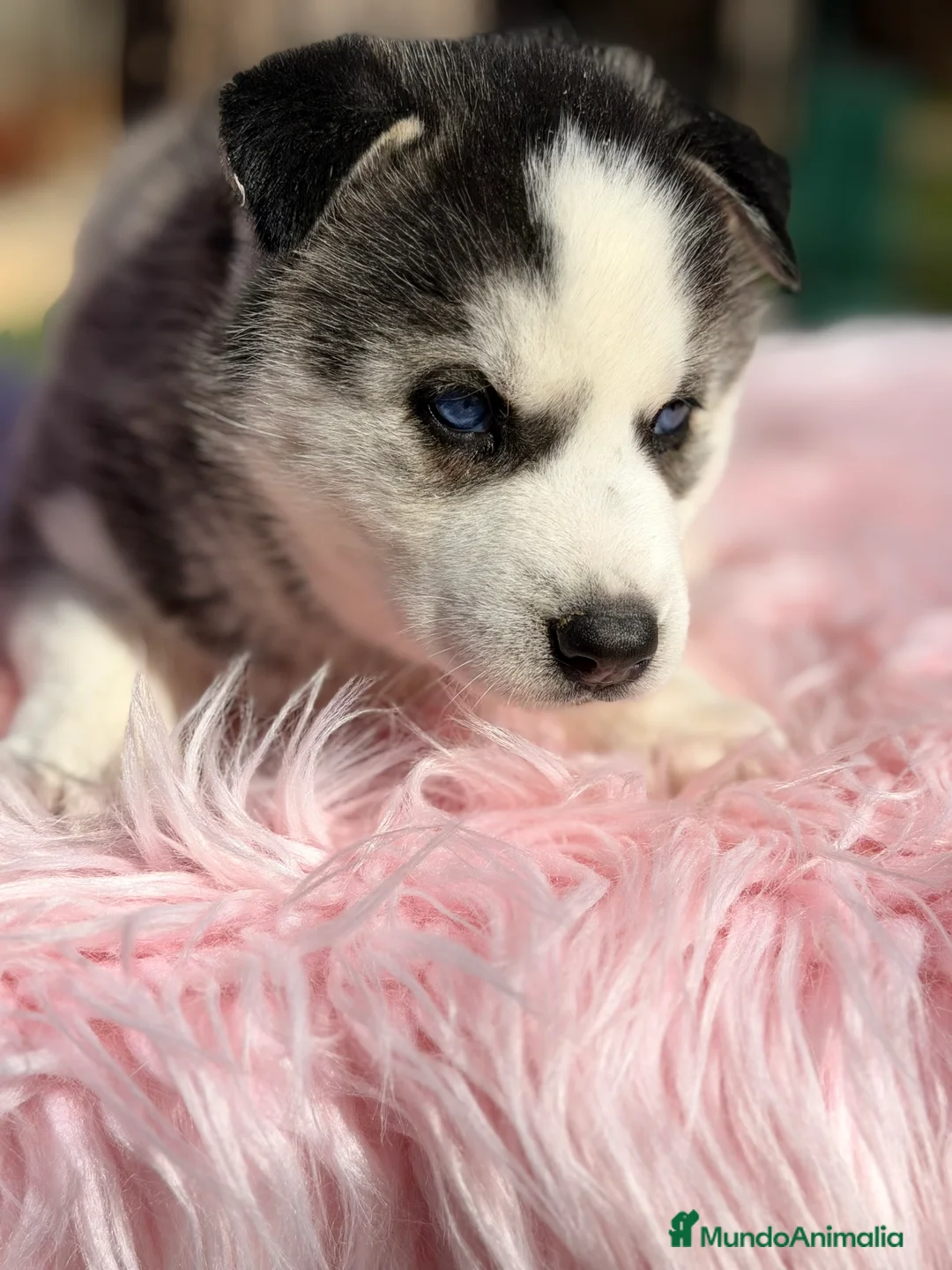 Husky Siberiano perros en venta: Husky hembra  - Anuncio 4