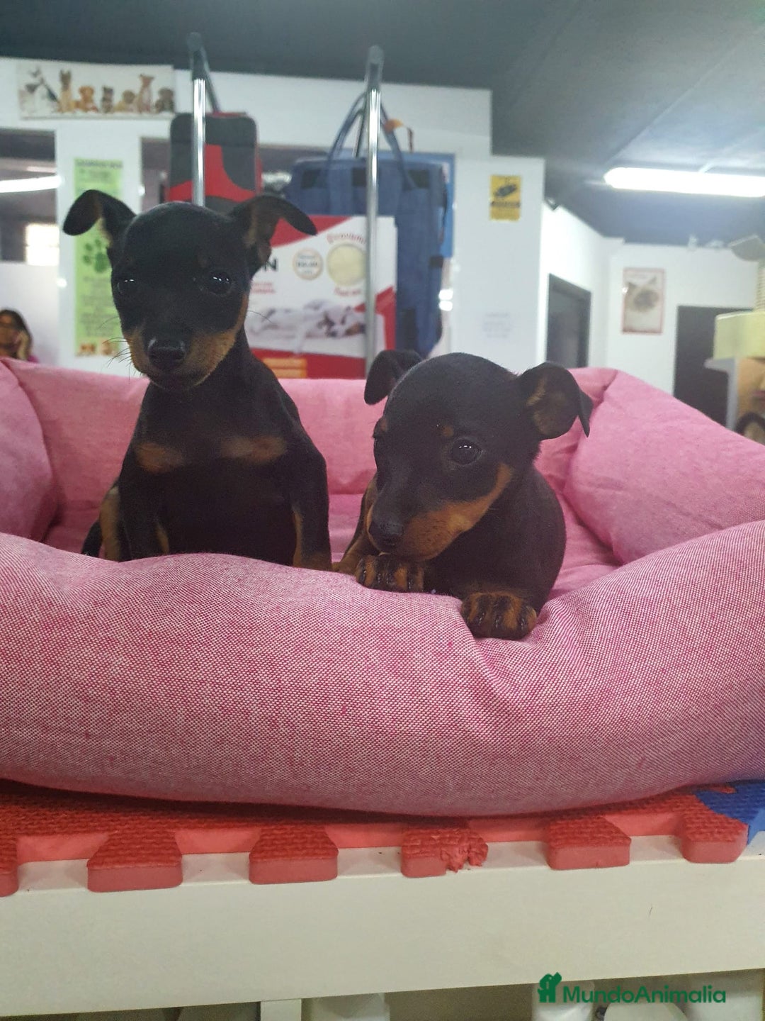 Pinscher Miniatura perros en venta: Pinscher miniatura  - Anuncio 3
