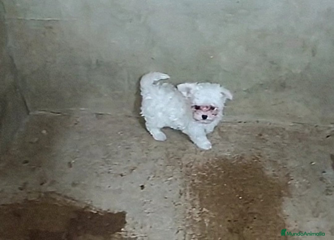 Bichón Maltés perros en venta: PRECIOSAS HEMBRITAS CHIQUITINAS DE BICHÓN MALTÉS - Anuncio 2