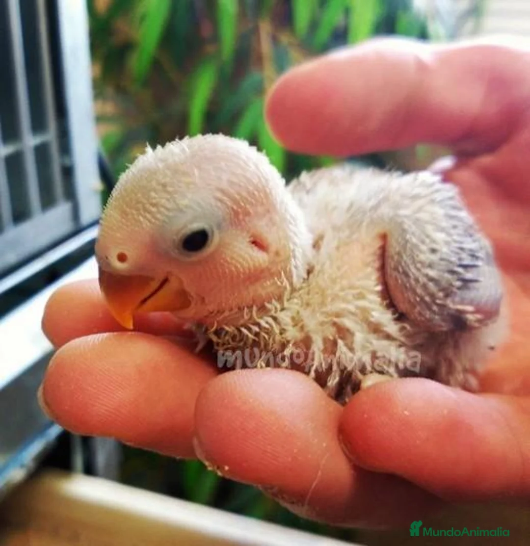 Imagen de galería {{count}}