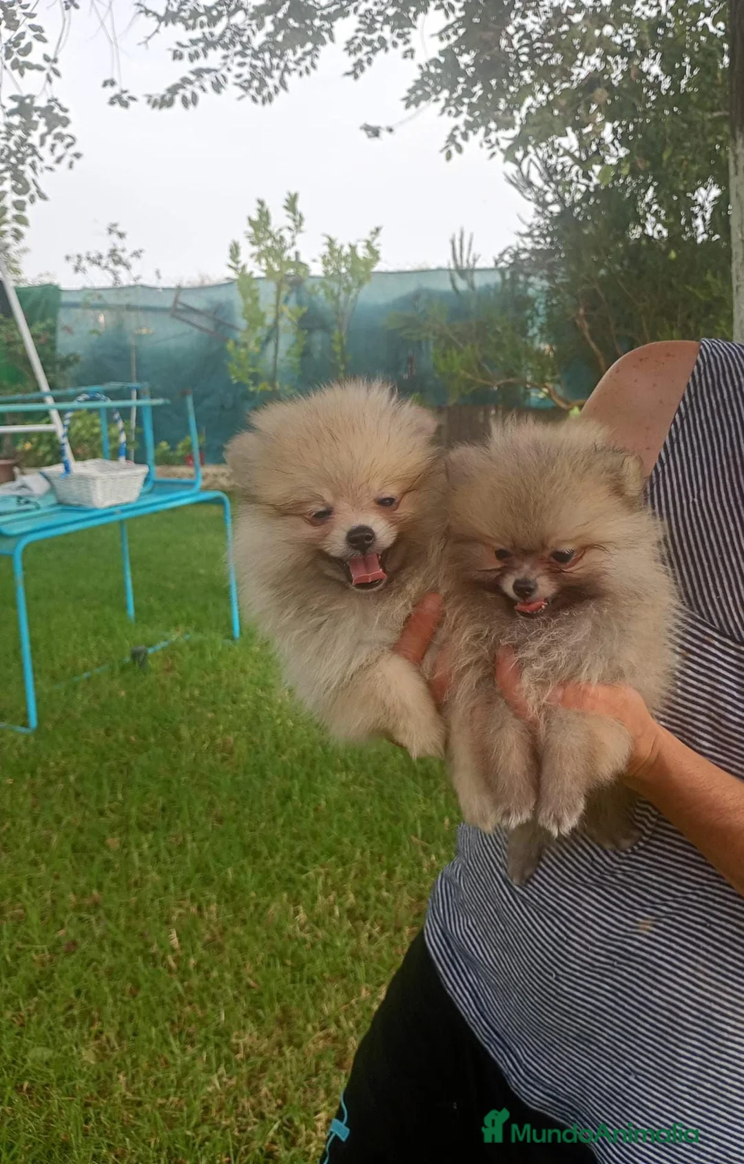 Pomerania perros en venta: Disponible Pomeranias de Calidad  - Anuncio 2