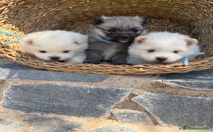 Pomerania perros - Propaganda 1