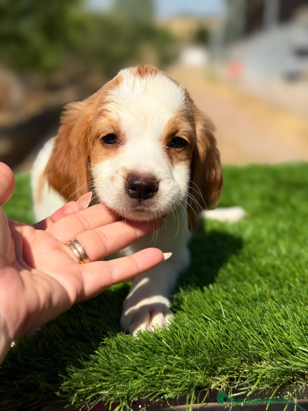 Épagneul Breton perros en venta: Breton hembra  - Anuncio 1