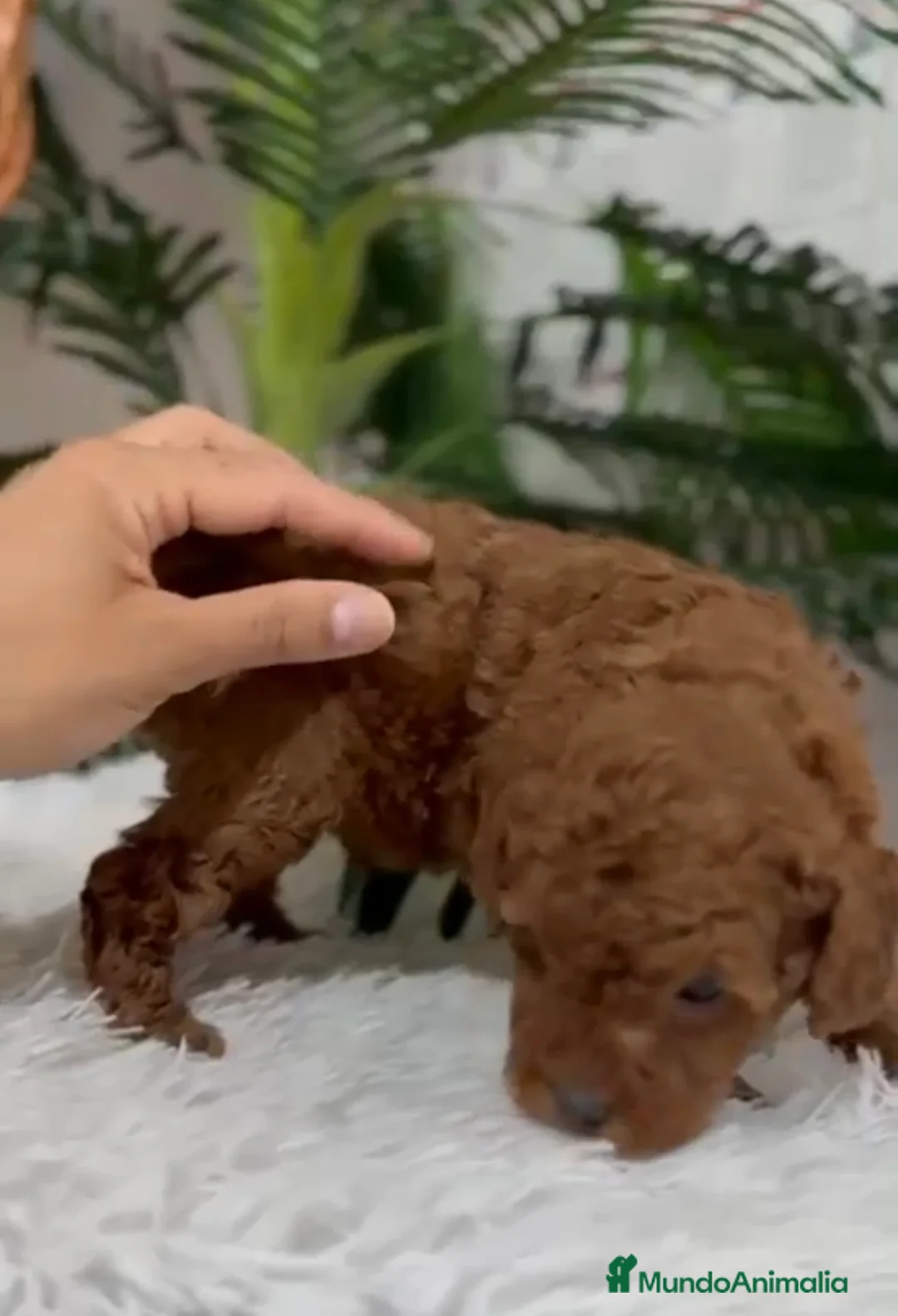 Caniche Toy perros en venta: CANICHE TOY - Anuncio 8