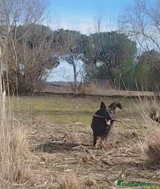 Pastor Alemán perros Pastor aleman linea de trabajo - Anuncio 1