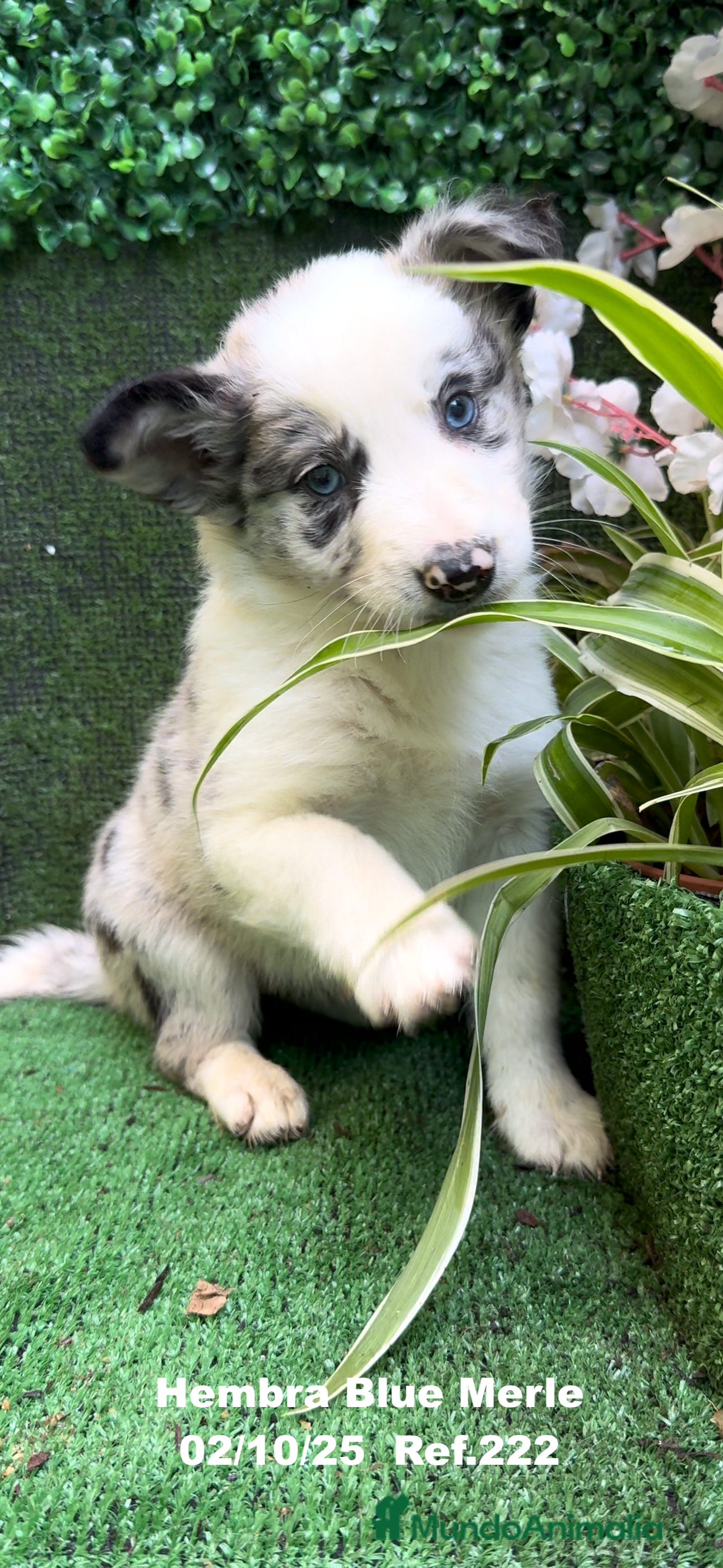 Border Collie perros Border Collie hembra Blue Merle - Anuncio 12