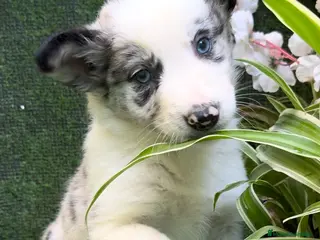 Border Collie perros Border Collie hembra Blue Merle - Anuncio 9