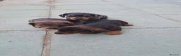 Teckel perros en venta: Teckel - Anuncio 4