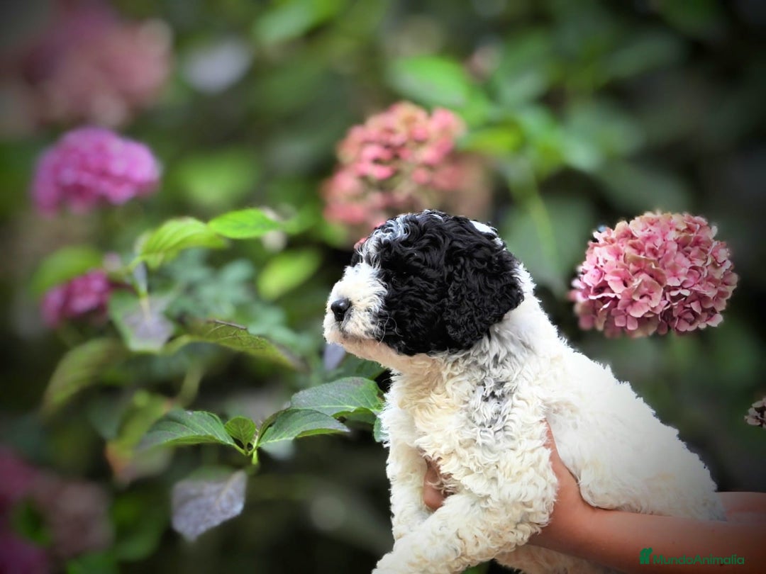 Perro de Agua Español perros en venta: Preciosa camada de perro de agua español - Imagen 15