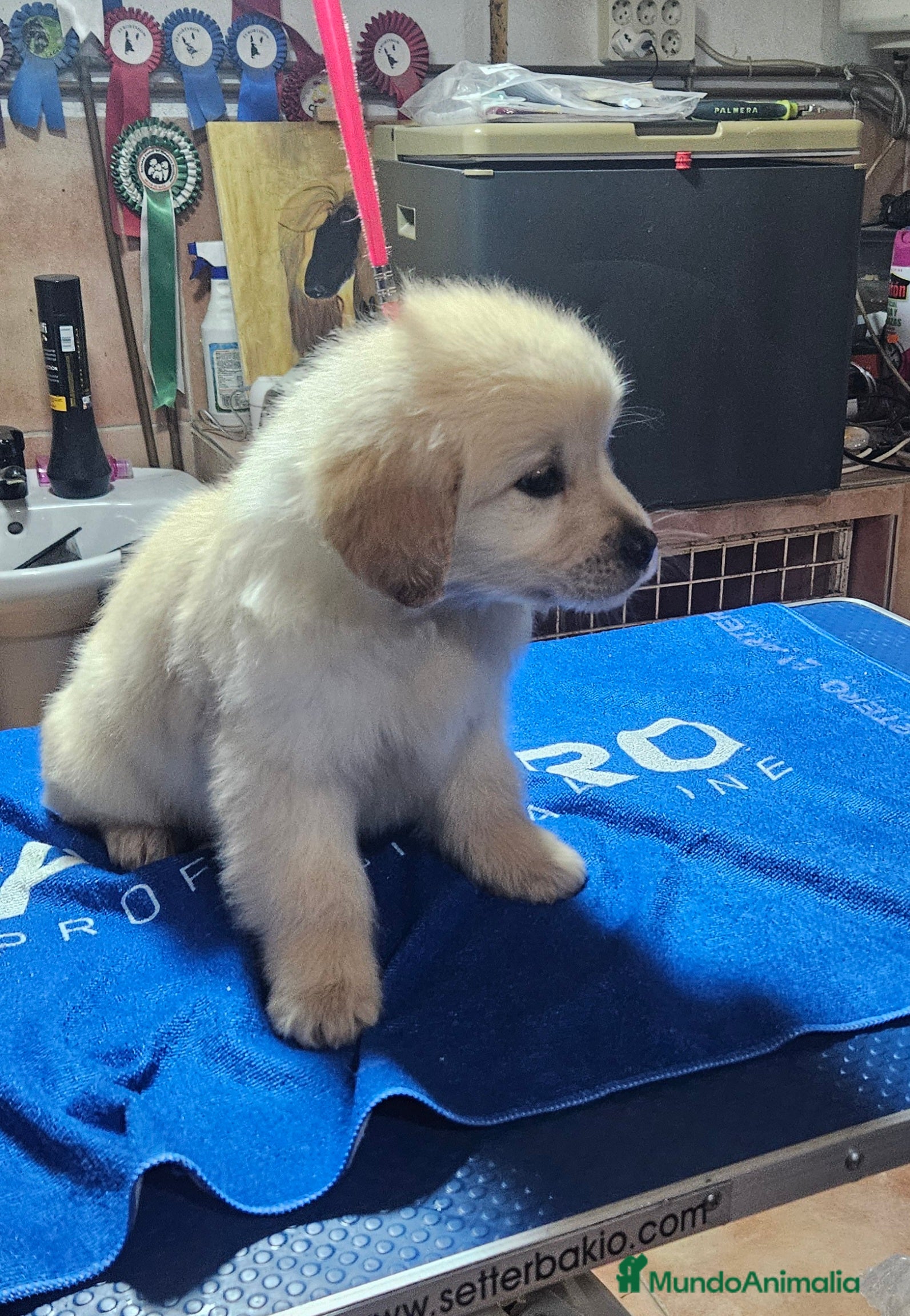 Golden Retriever perros Cachorros Golden retriever disponibles  - Anuncio 1