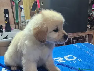 Golden Retriever perros Cachorros Golden retriever disponibles - Anuncio 1