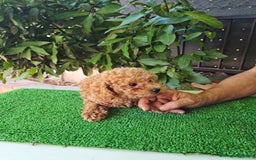 Caniche Toy perros en venta: Caniches toy - Imagen 11