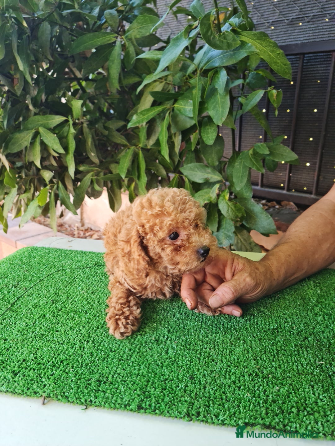Caniche Toy perros en venta: Caniches toy - Imagen 11