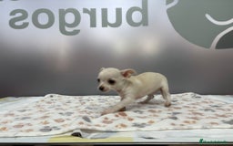 Chihuahua perros en venta: Chihuahua Mini  - Imagen 2