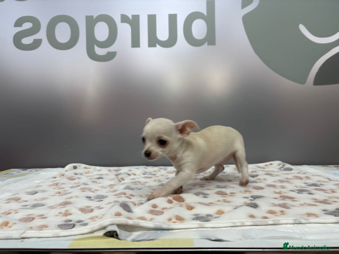 Chihuahua perros en venta: Chihuahua Mini  - Imagen 2