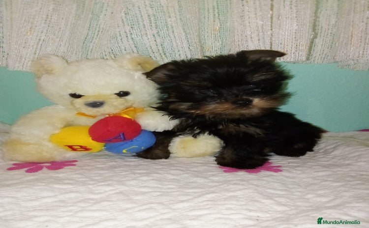 Yorkshire Terrier perros - Anuncio 1