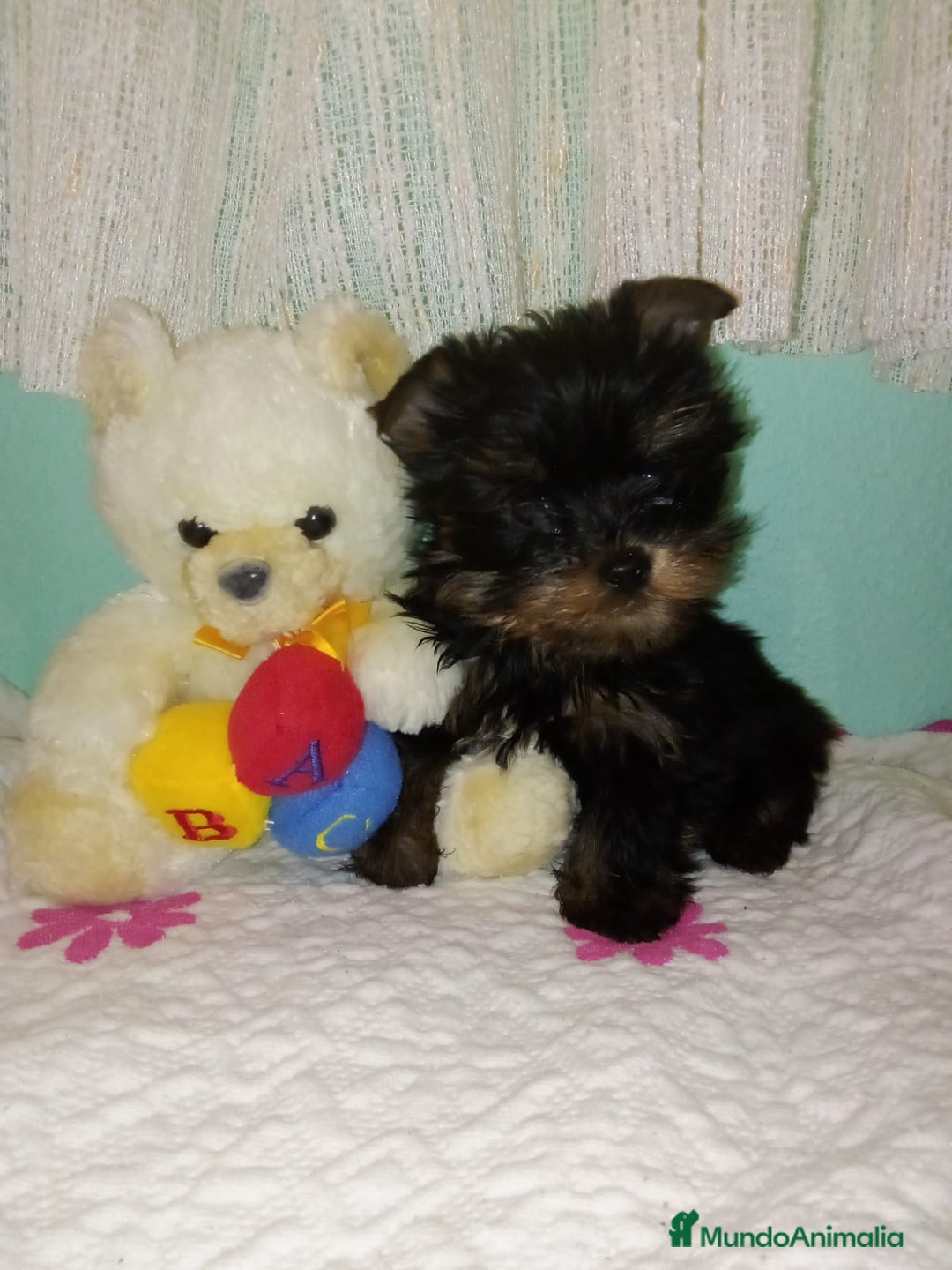 Yorkshire Terrier perros en venta: Yorkshire terrier  - Imagen 1
