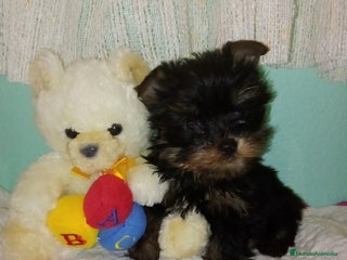 Yorkshire Terrier perros - Anuncio 2