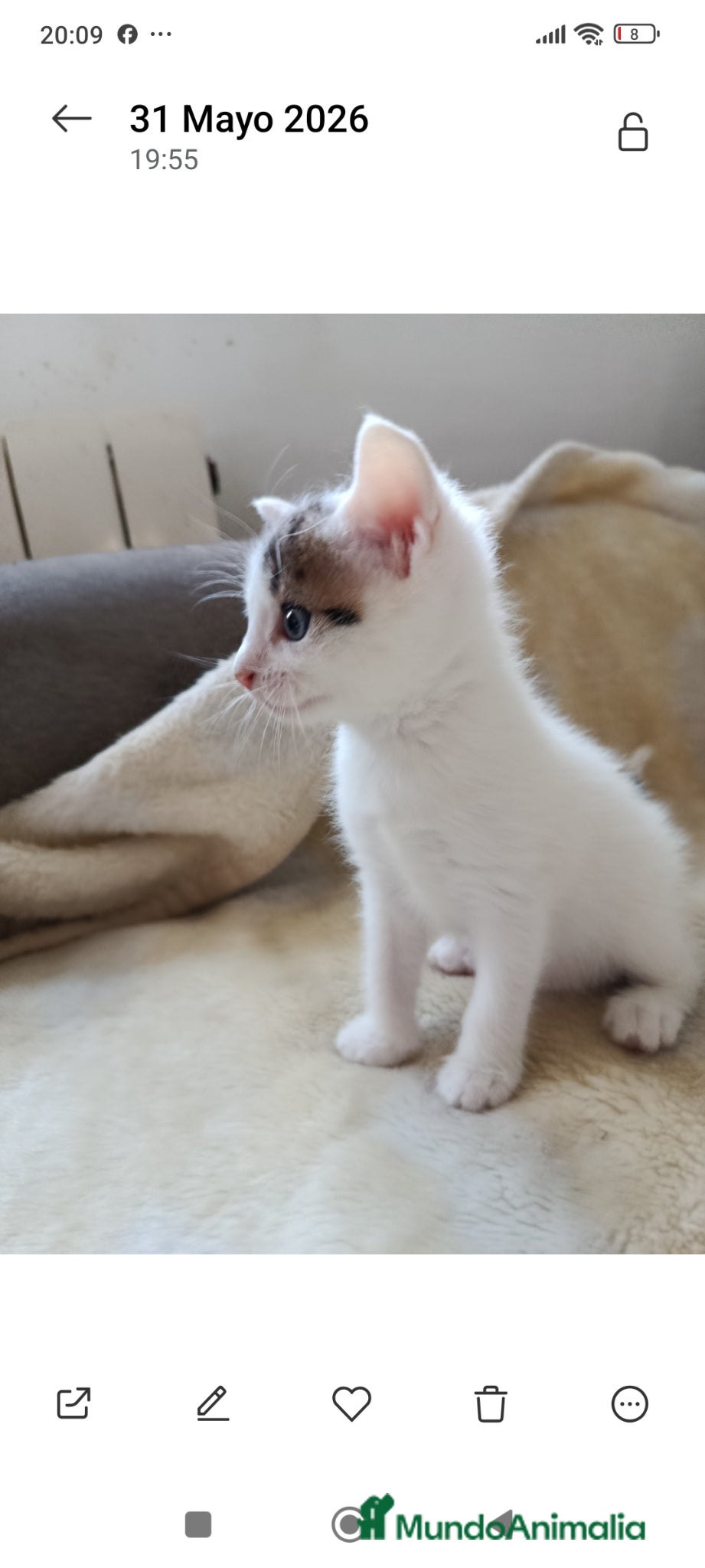 Raza Mixta gatos Cruce de persa - Anuncio 1