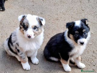Border Collie perros Boder collie - Anuncio 19