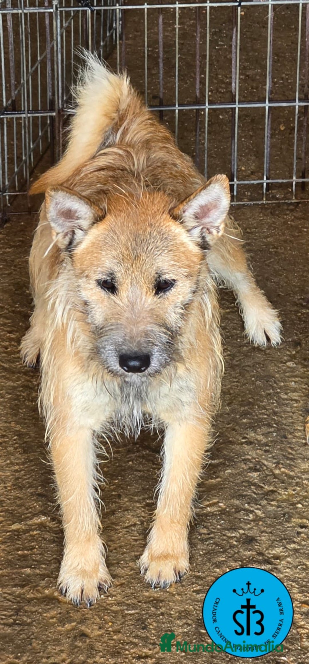 Raza Mixta perros en adopcion: Cruce de Shibainu con Schnauzer - Imagen 9