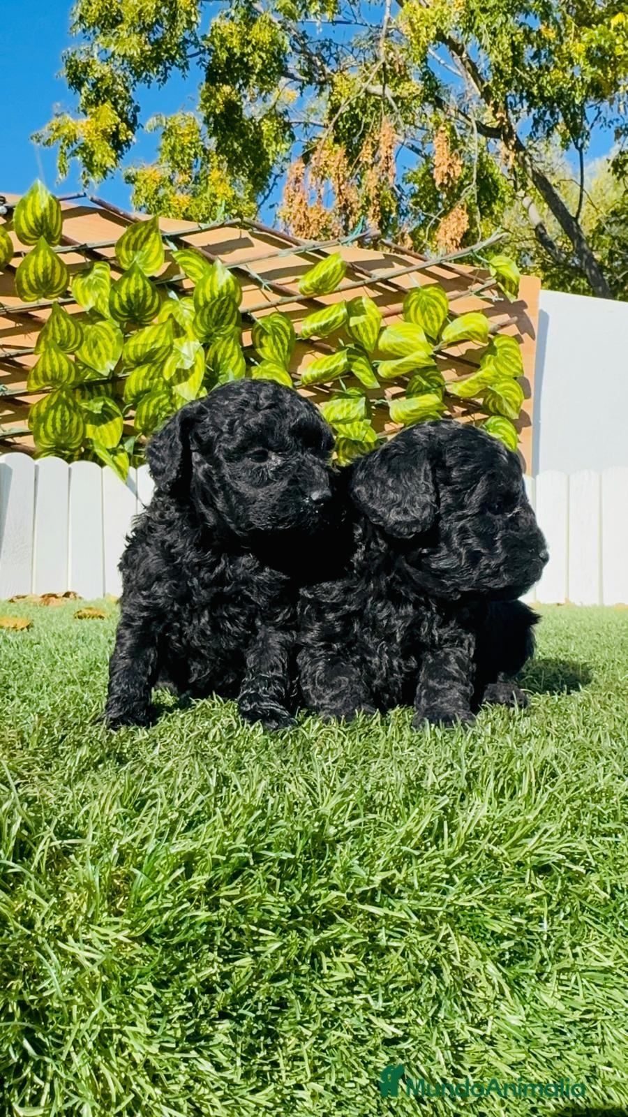 Caniche Toy perros CANICHE TOY - Anuncio 15