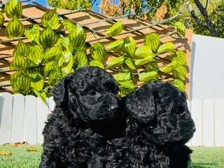 Caniche Toy perros CANICHE TOY - Anuncio 1