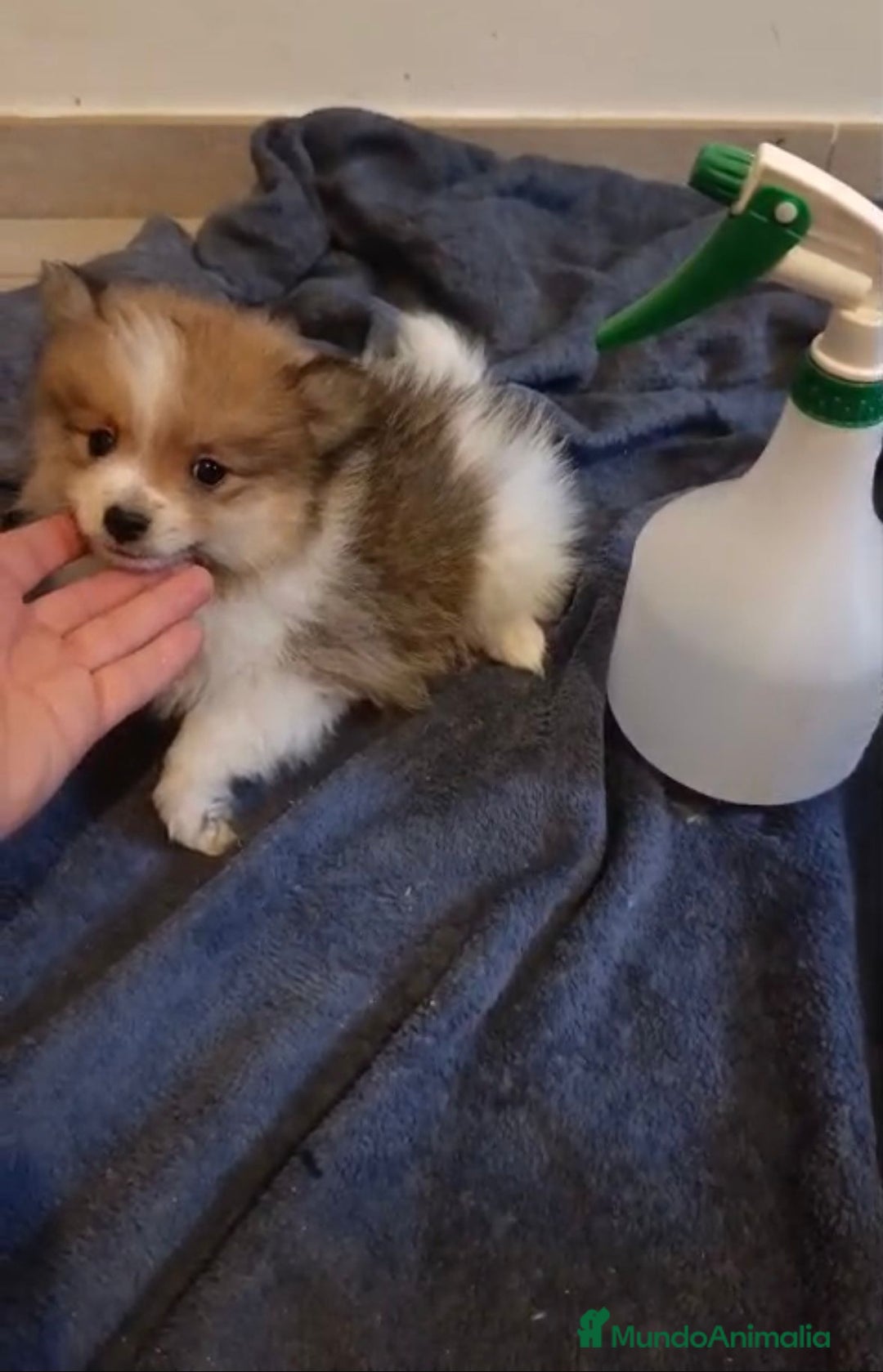Pomerania perros en venta: Lulu pomerania toy - Imagen 2