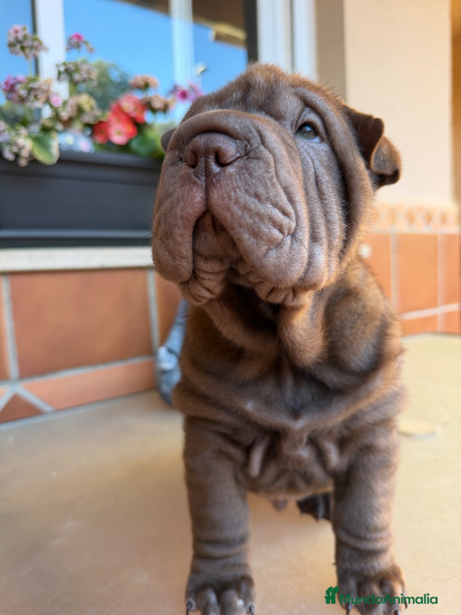 Shar Pei perros Shar-pei línea americana  - Anuncio 2
