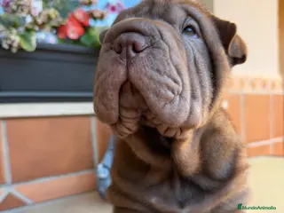 Shar Pei perros Shar-pei línea americana - Anuncio 2