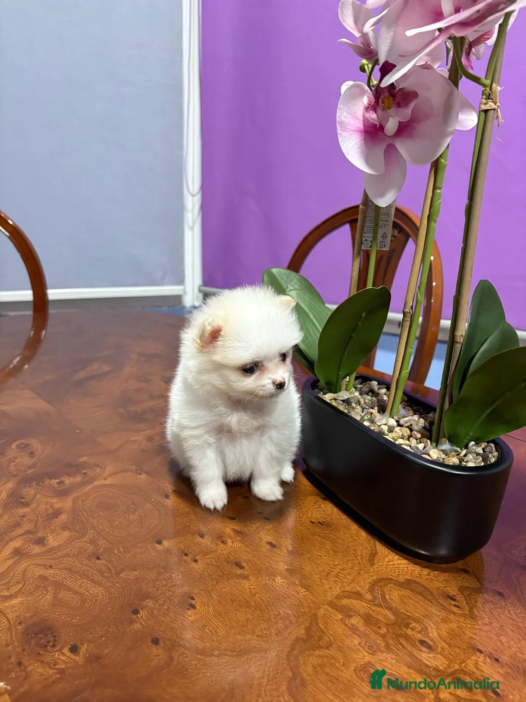 Pomerania perros en venta: Lulu de Pomerania mini toy hembra blanca naranja - Anuncio 5