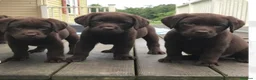 Labrador Retriever perros en venta: Último labrador chocolate disponible 🐶🐾 - Anuncio 3