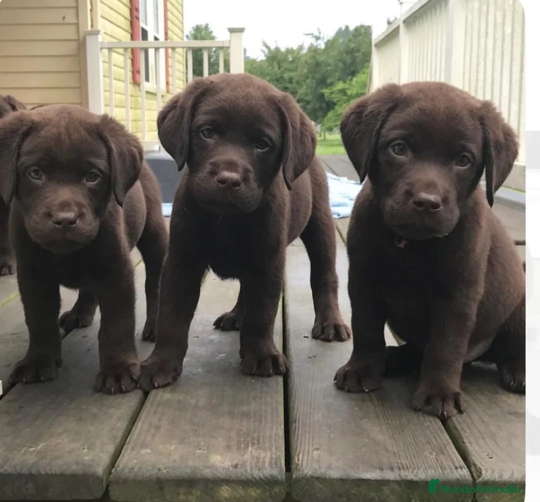Labrador Retriever perros en venta: Último labrador chocolate disponible 🐶🐾 - Anuncio 3