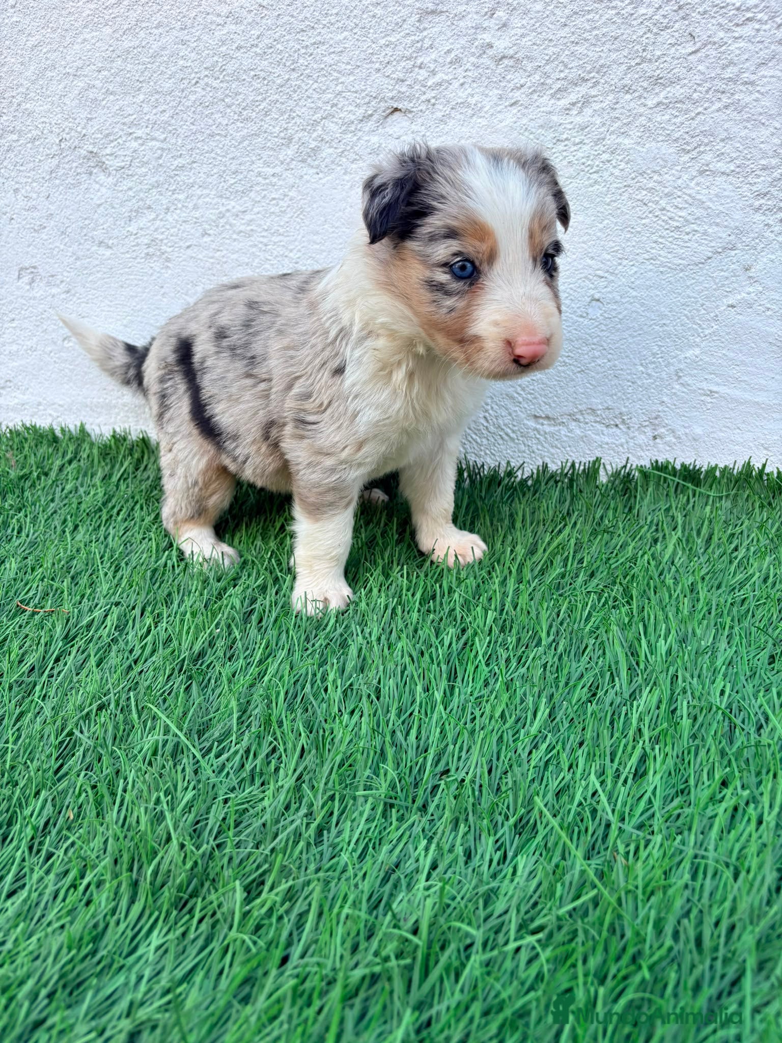 Border Collie perros Border Collie tri merle blue choco - Anuncio 1