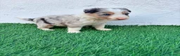 Border Collie perros en venta: Border Collie tri merle blue choco - Anuncio 1