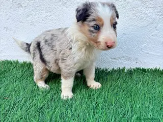 Border Collie perros Border Collie tri merle blue choco - Anuncio 5