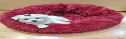 Bichón Maltés perros en venta: Bichón Maltés  - Anuncio 7