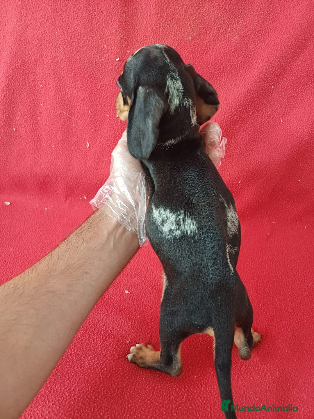 Teckel Miniatura perros en venta: Teckel Arlequin Miniatura  - Anuncio 4