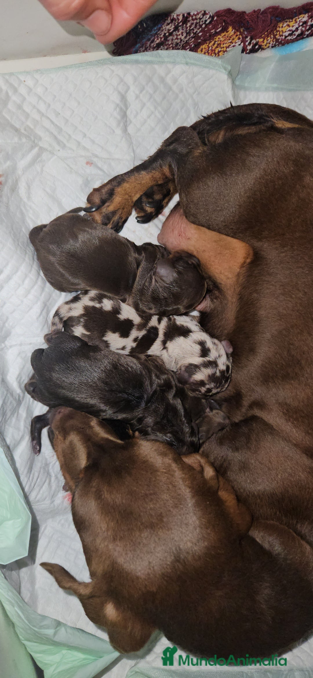 Teckel perros en venta: Teckel miniatura  - Anuncio 3