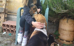 Beagle perros en venta: Cachorros Beagle - Imagen 3