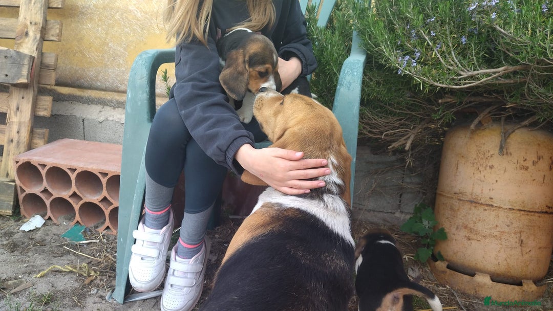 Beagle perros en venta: Cachorros Beagle - Imagen 3