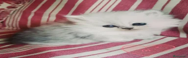 Persa 1