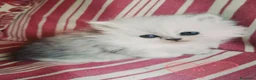 Persa gatos en venta: Persas Chinchillas - Anuncio 2